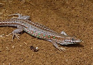 Atlantic Lizard - Gallotia atlantica mahoratae © John Muddeman